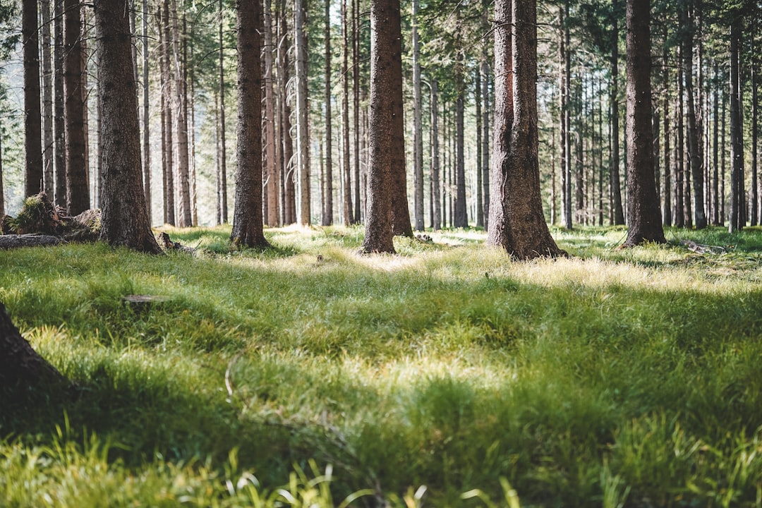 Photo Forest floor